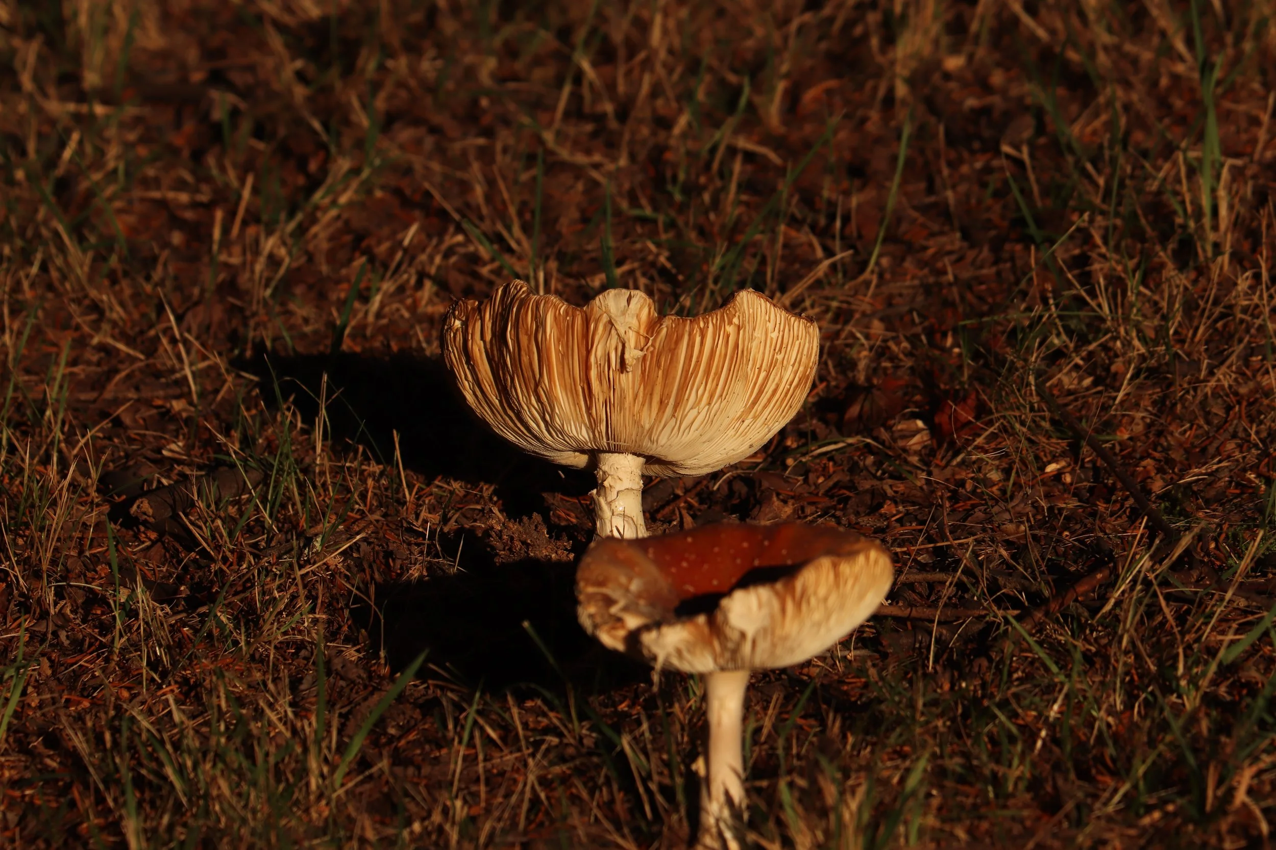 Mushrooms Near the Cabin