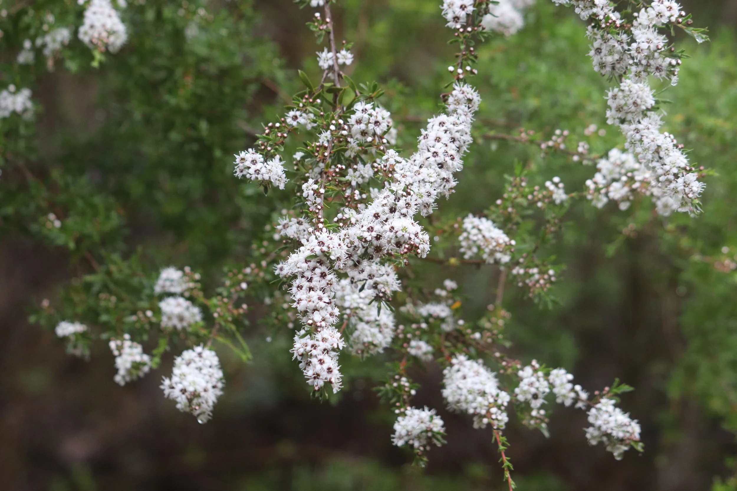 Close-up of white flowers blooming on a branch with green blurred background.