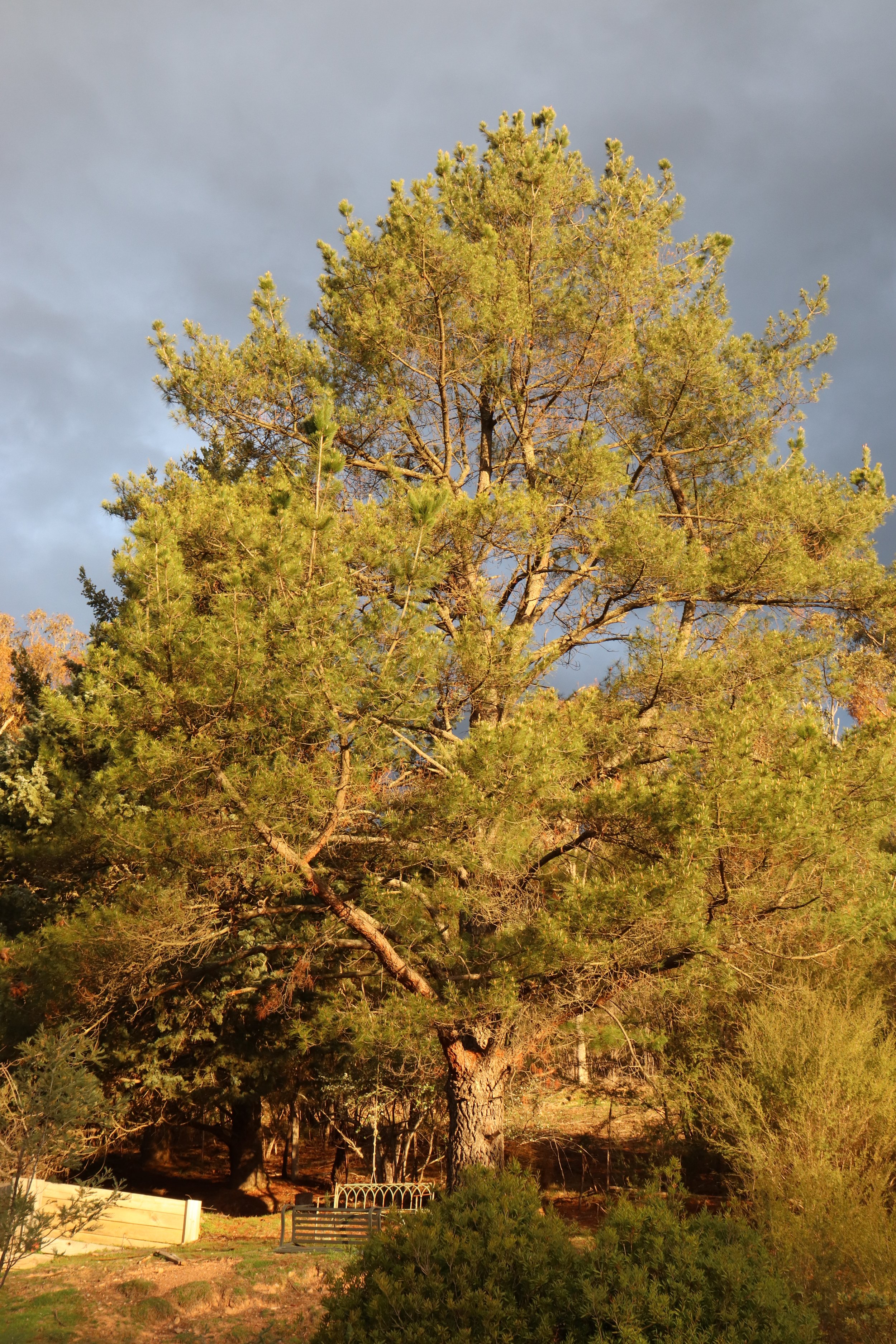 A tall pine tree with green needles stands in a landscape with a wooden fence and a metal park bench at the base, under a cloudy sky with the sunlight illuminating the scene.