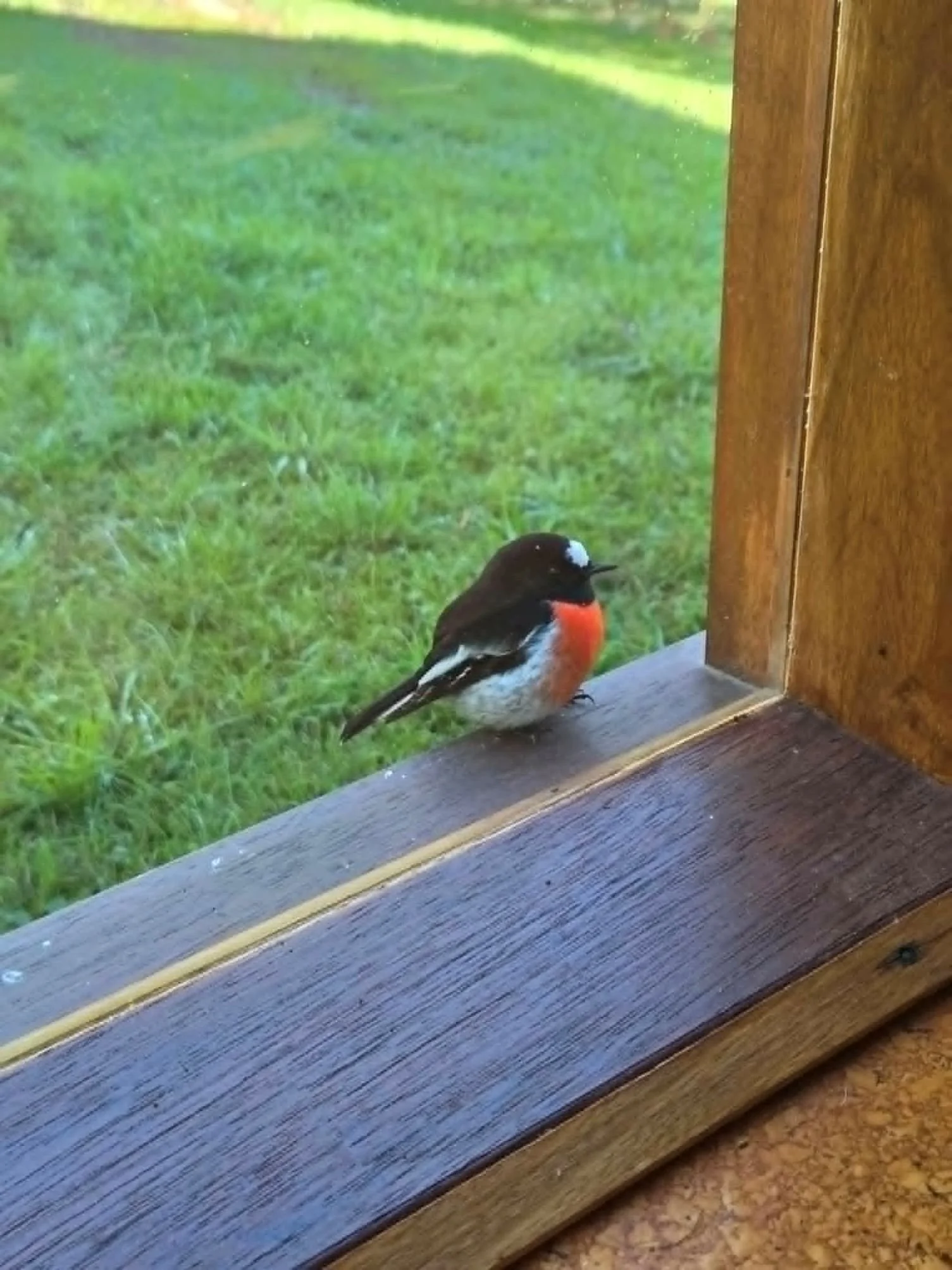 A small bird with red, black, and white plumage standing on a wooden windowsill outside a glass window, with green grass in the background.