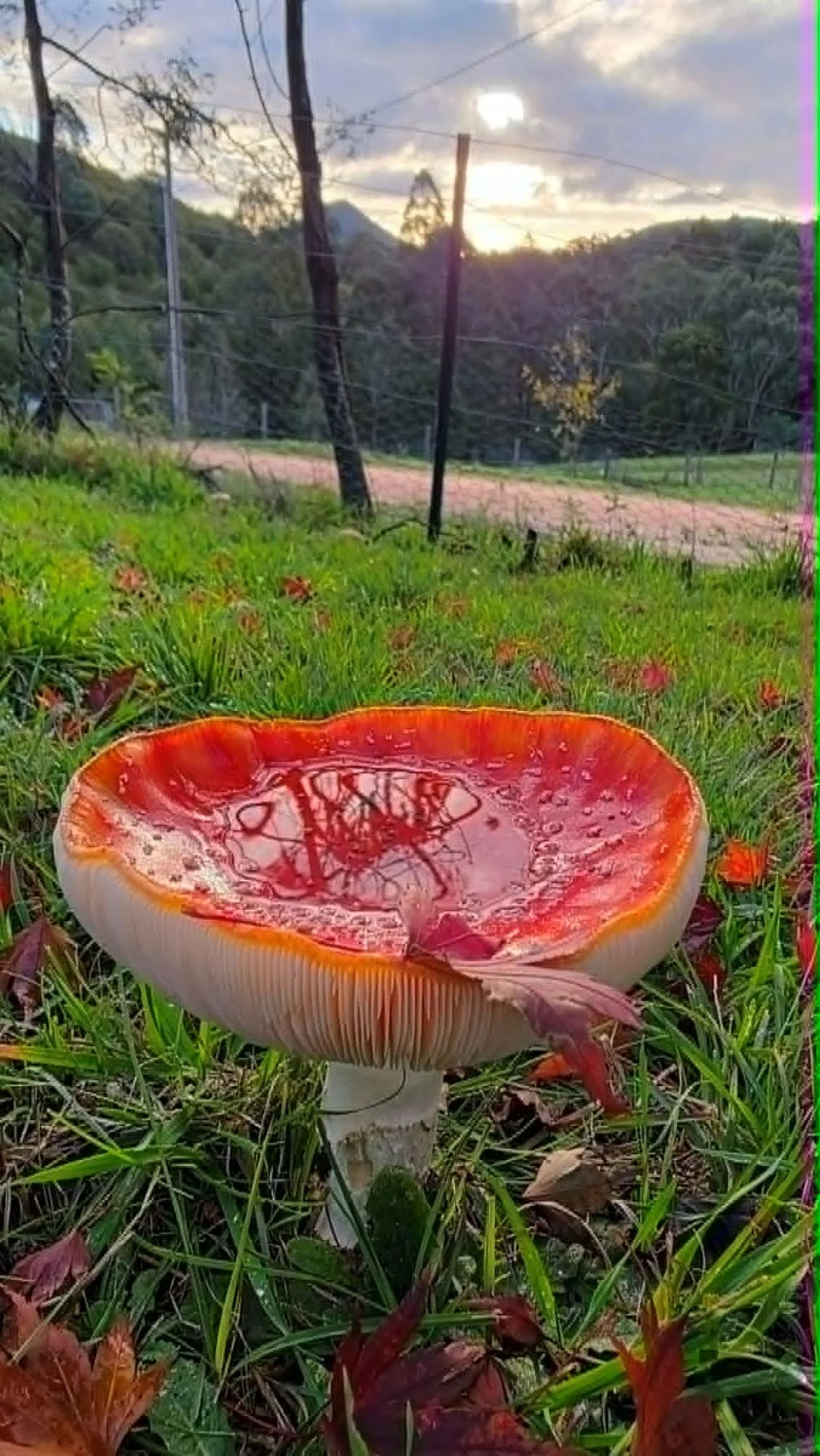 A red and white mushroom with a glossy red cap filled with water, sitting on green grass with fallen leaves. In the background, there are trees, power lines, and hills under a sky with partly cloudy conditions during sunset.