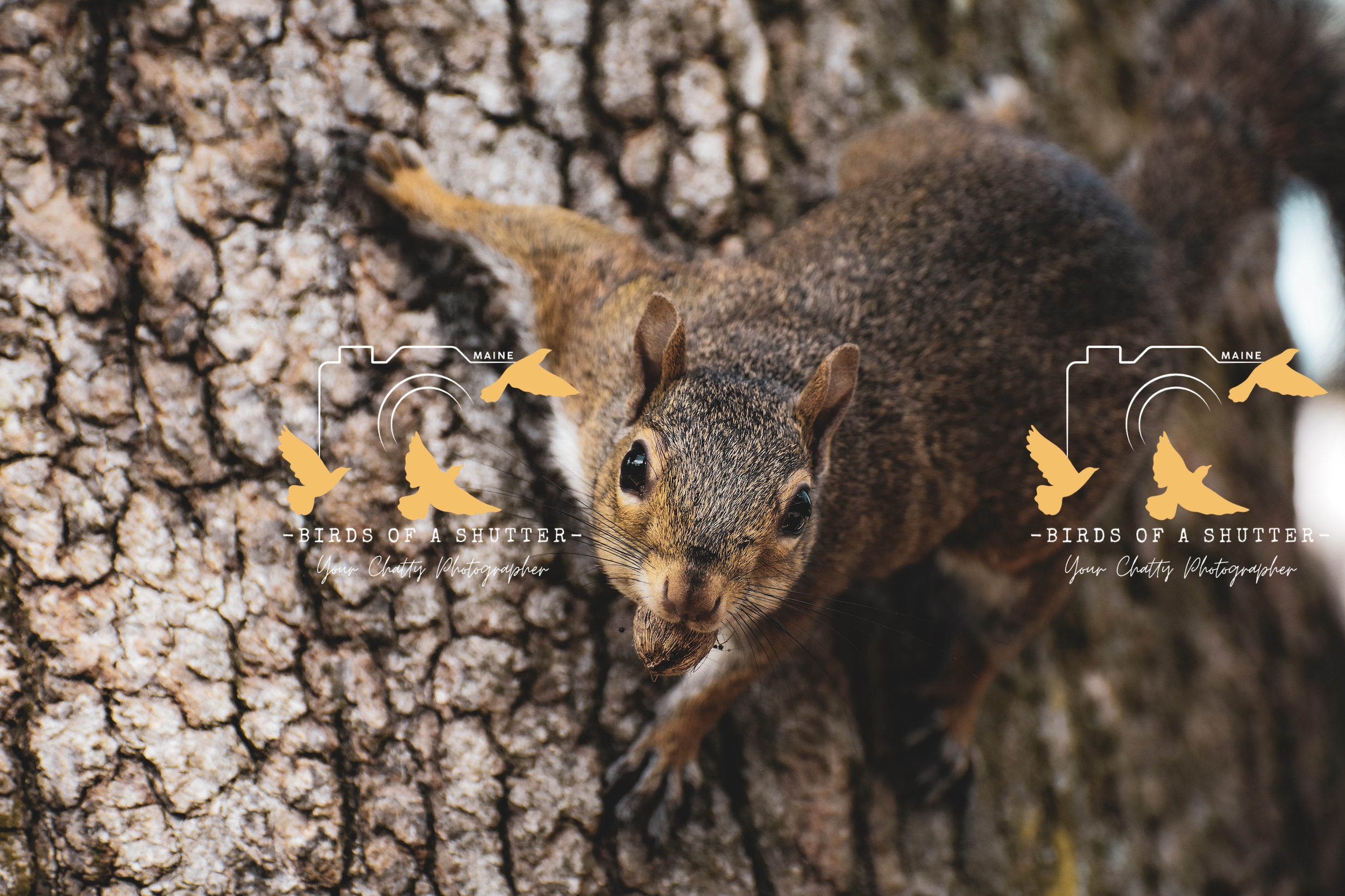 HungrySquirrel (2025)