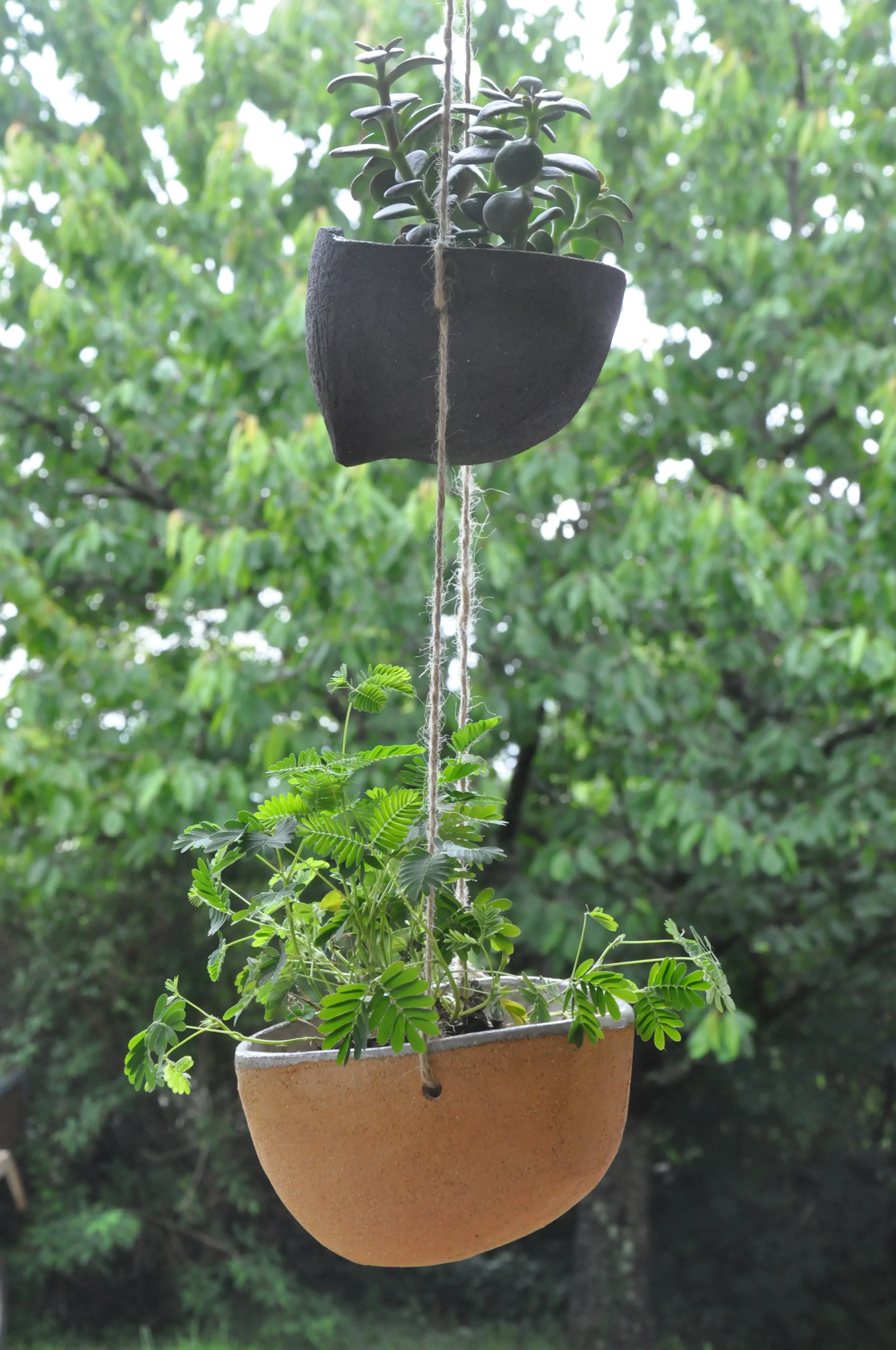 Une plante en pot suspendu avec des feuilles vertes, contre un arrière-plan de feuillage d'arbres.