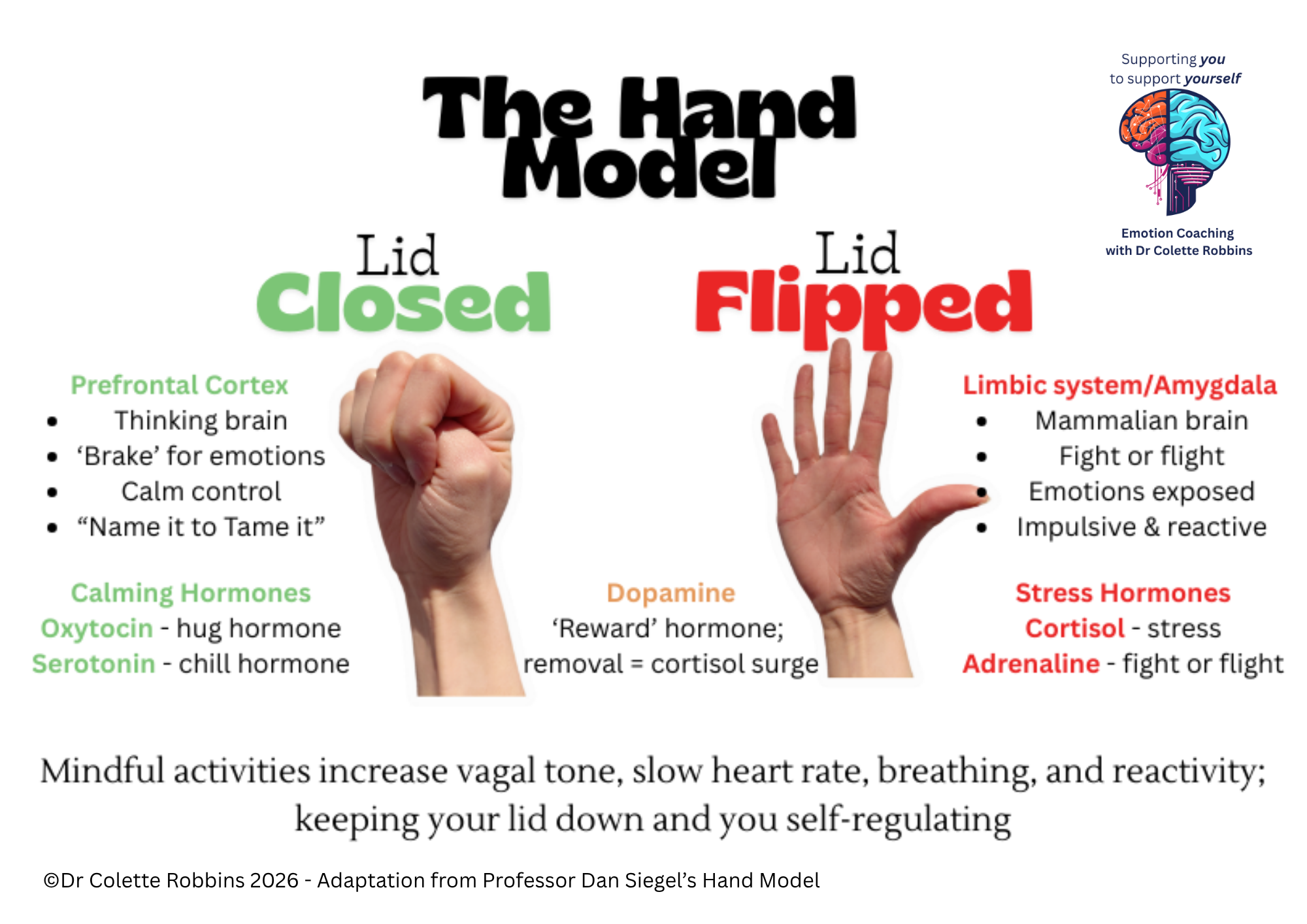 The Hand Model