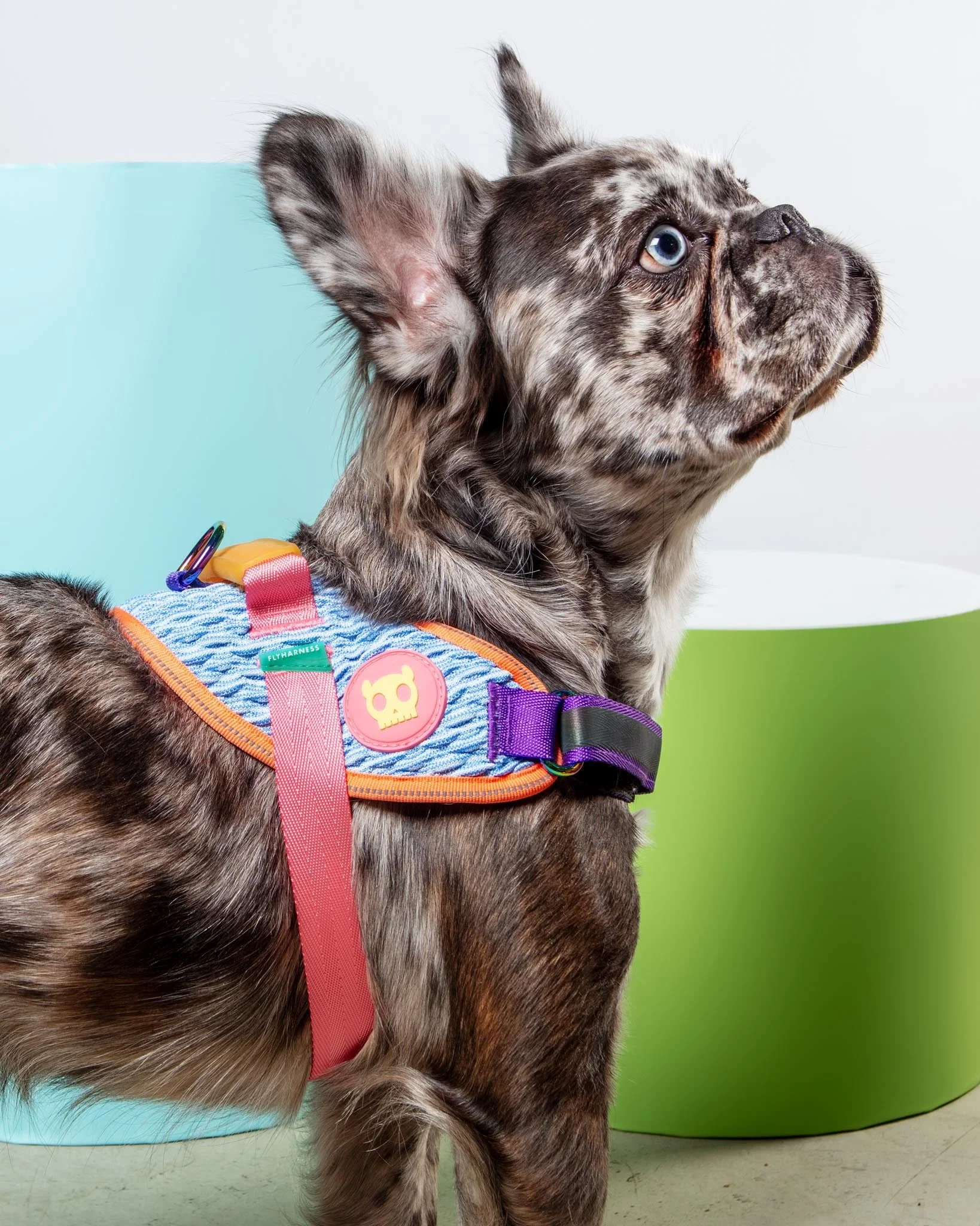 Dog_Co_1C5A4888_1638x.jpg