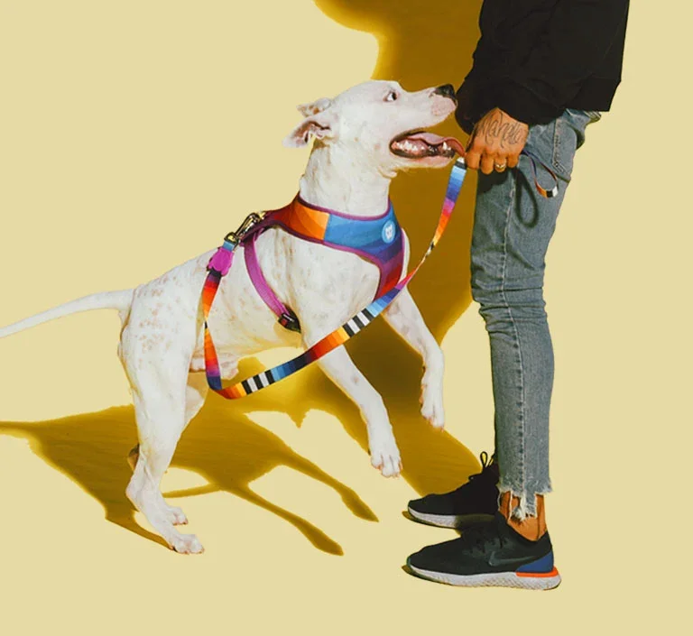 zeedog-h-harness-prisma-mo-carrossel-3.webp