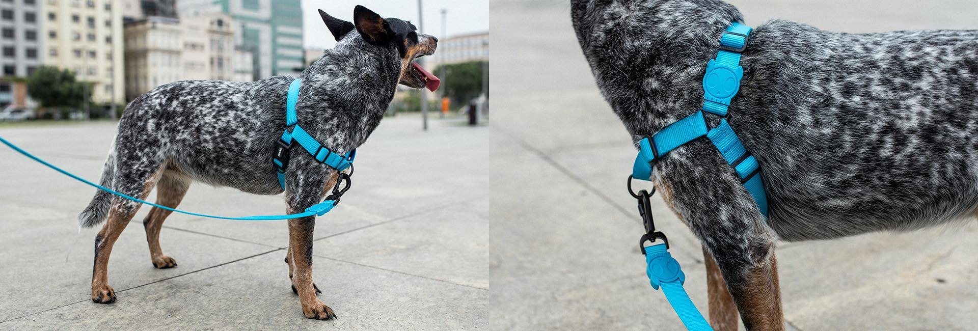 zeedog-adjustable-air-mesh-harness-ultimate-blue-dk-carrossel-5.jpg