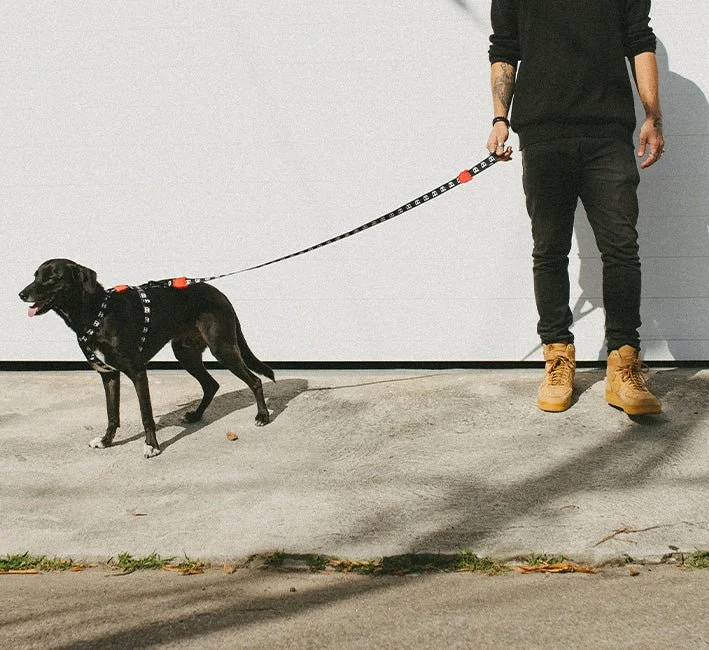 zeedog-dog-leash-skull-mo-carrossel-4.jpg