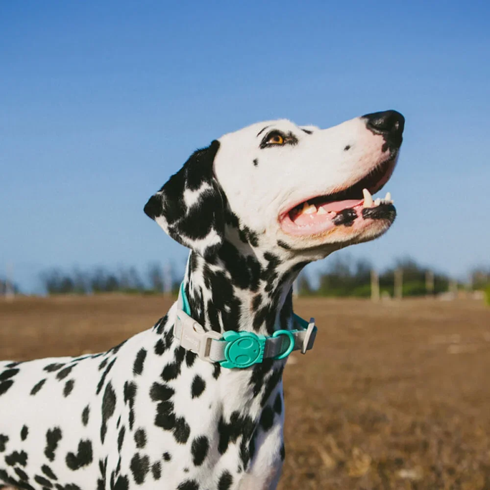 Zee.dog_0035_Laag3.webp