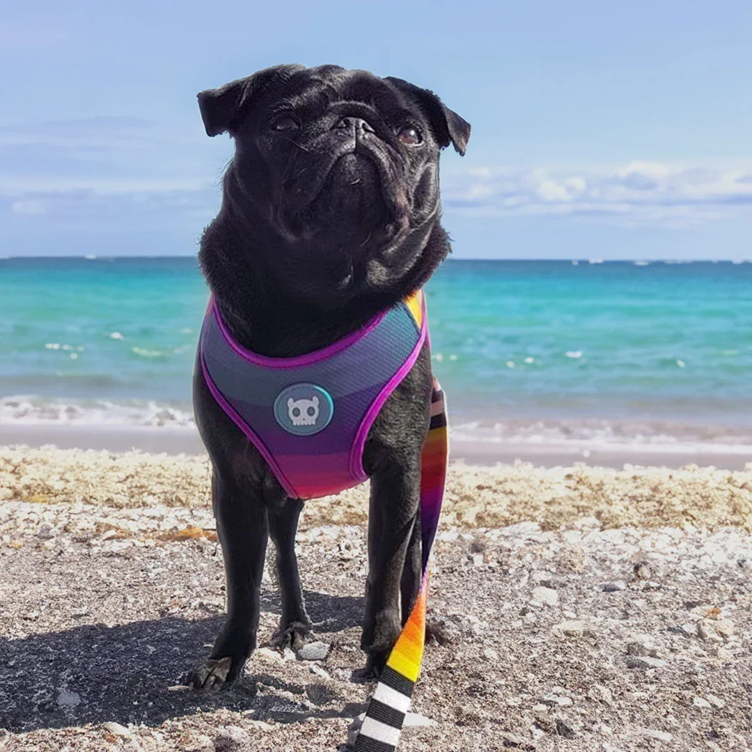 zeedog-adjustable-air-mesh-harness-prisma_main-7.webp