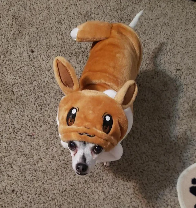someone-posted-the-a-pic-of-the-dog-eevee-costume-from-v0-xqqfv7zc3t961.webp