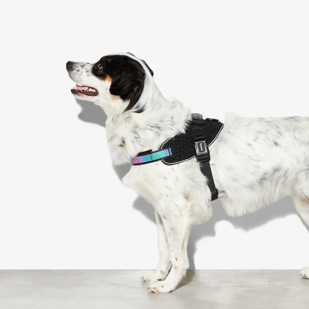 zee-dog-dog-harness-fly-harness-gotham_main-6.webp