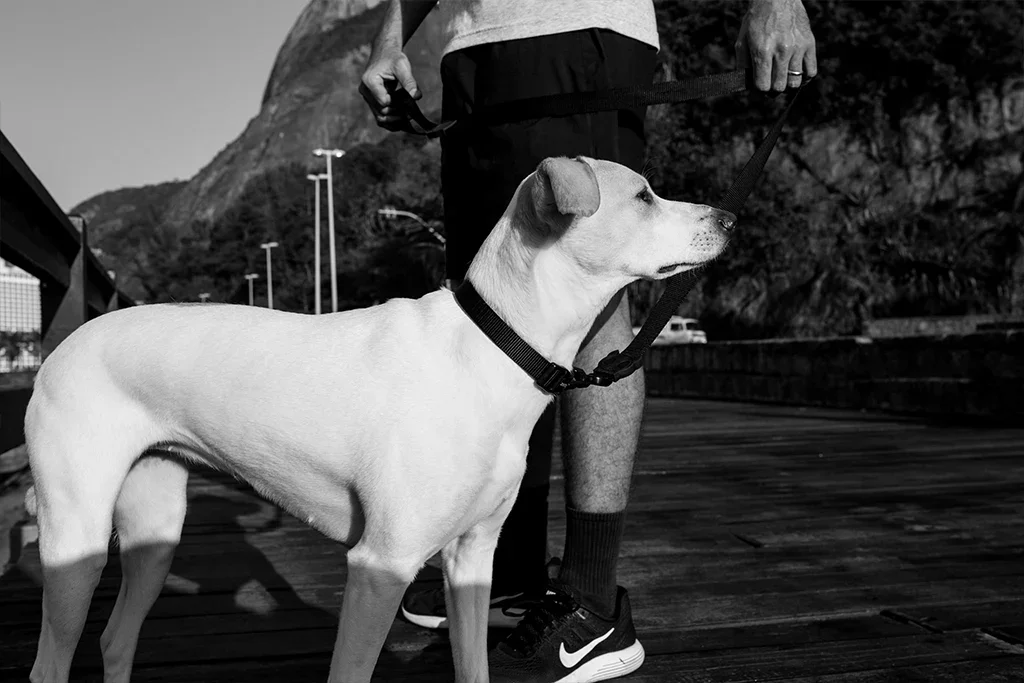 dog_collar_gotham_zeedog_pet_feature_carousel_3.webp
