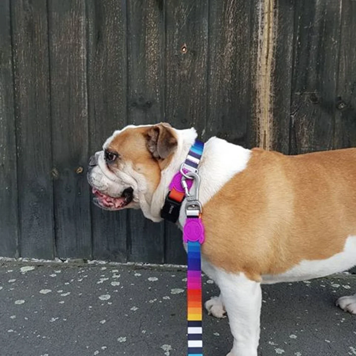 Zee.DogPrismaDogCollar_4.webp