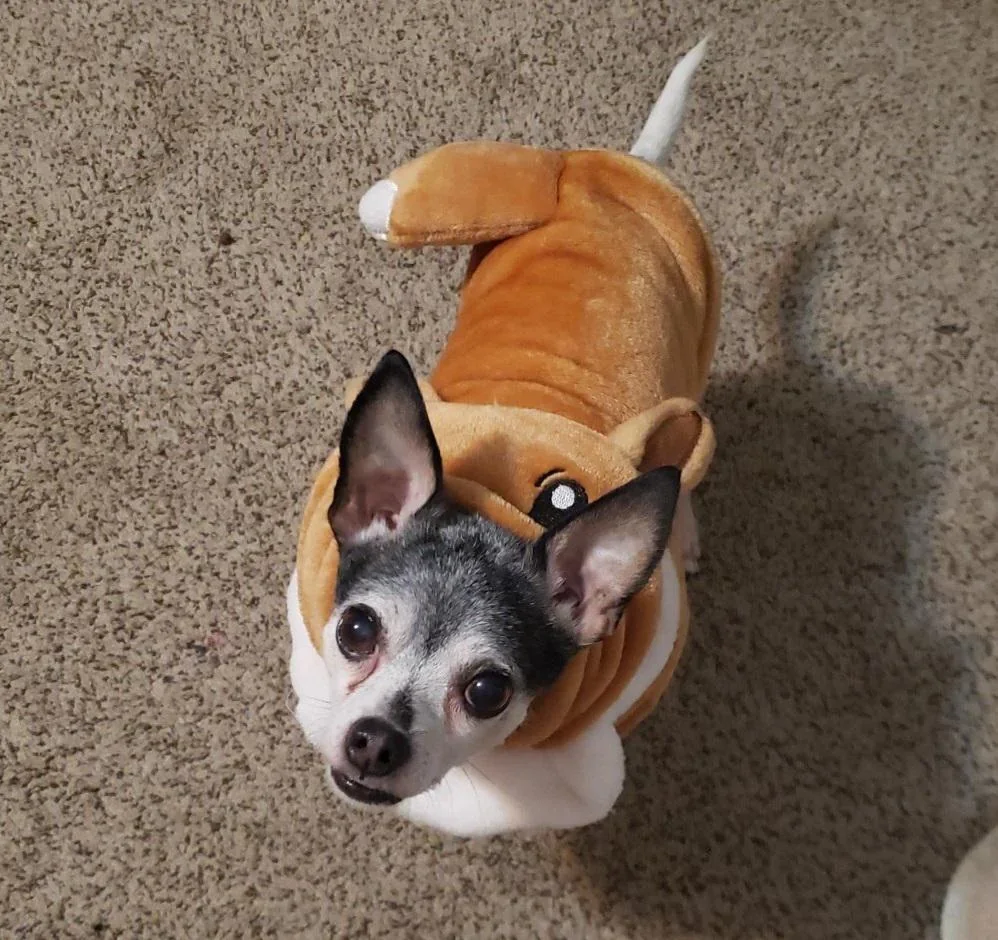 someone-posted-the-a-pic-of-the-dog-eevee-costume-from-v0-ukid63xc3t961.webp