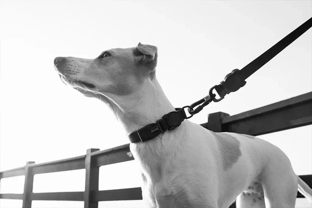 dog_collar_gotham_zeedog_pet_feature_carousel_2.webp