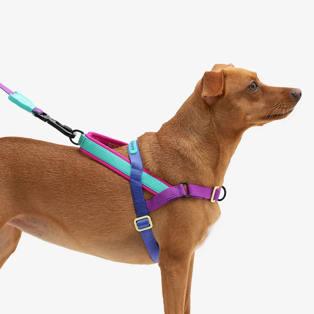 zeedog-soft-walk-harness-shockwave_main-6.webp