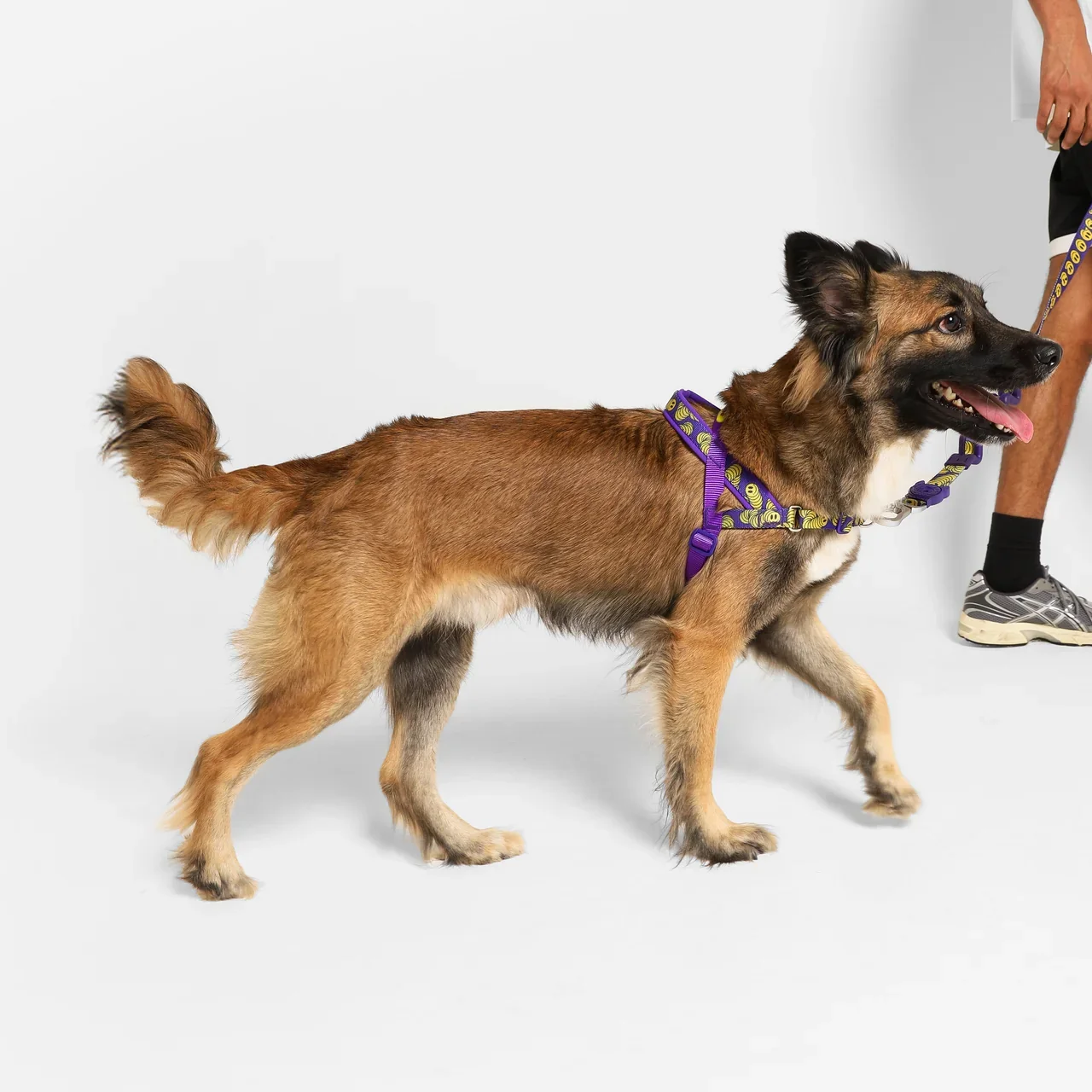 zmiley-softerwalk-harness-main-3_875dfa4b-ec83-4b6e-9c4a-7afd2a6f0bc4.webp