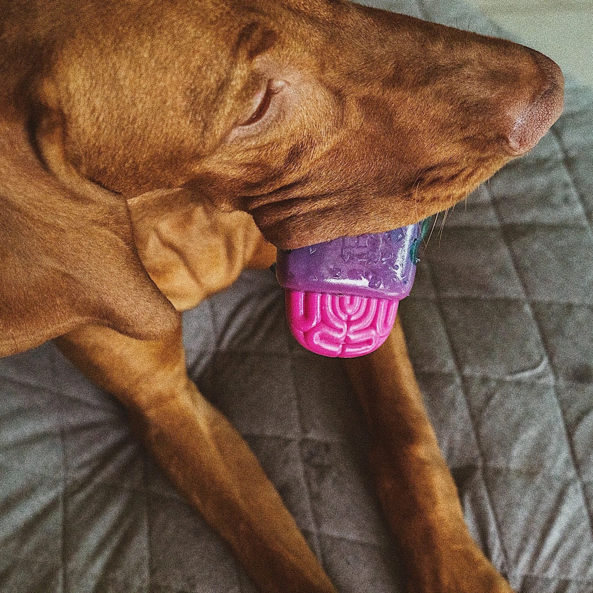 Zee.DogBrainiesinaction_81f569c7-8de4-48aa-a47f-cbc0fb8bcb55.jpg