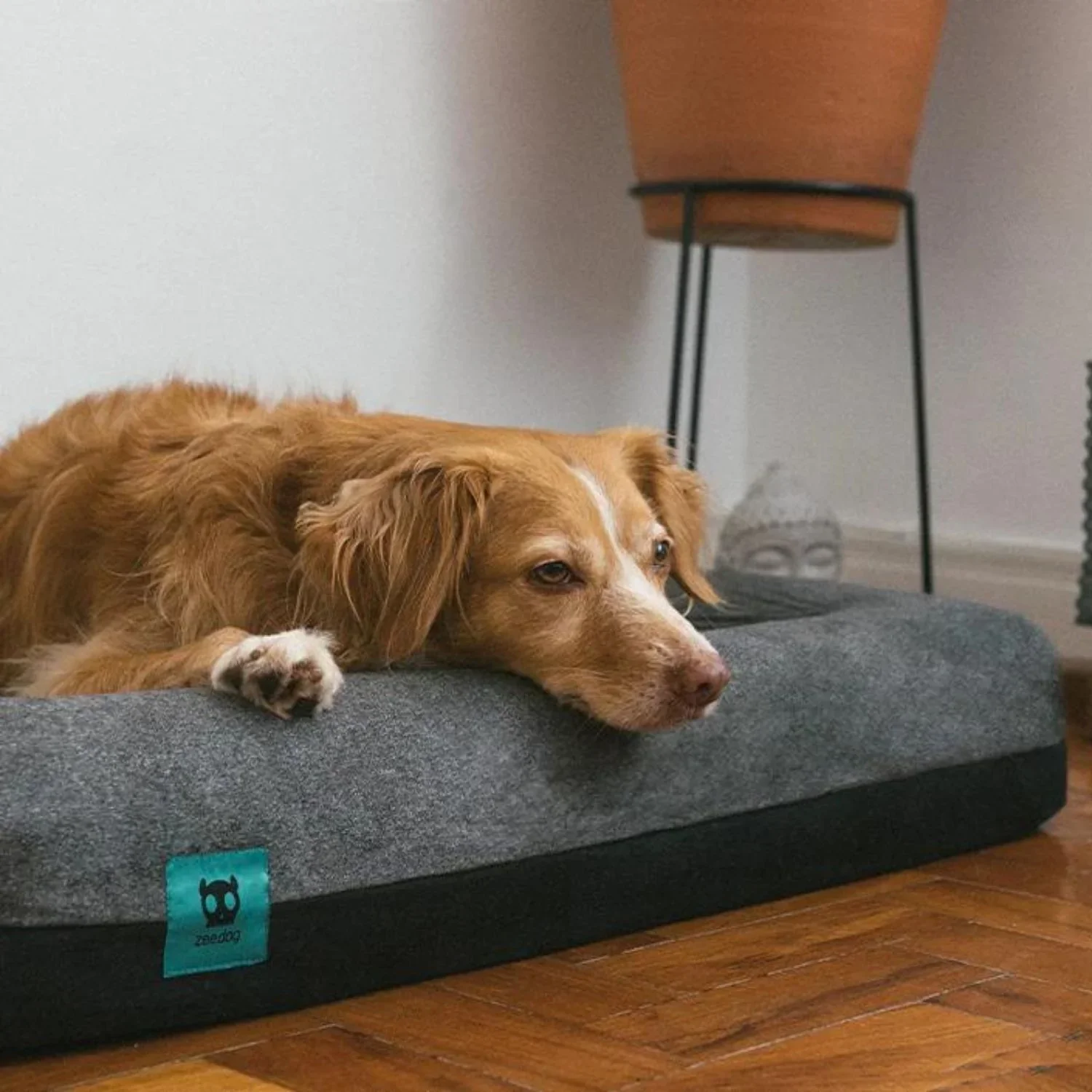 ZeeDogZeeBedSkullDogBed_8.webp