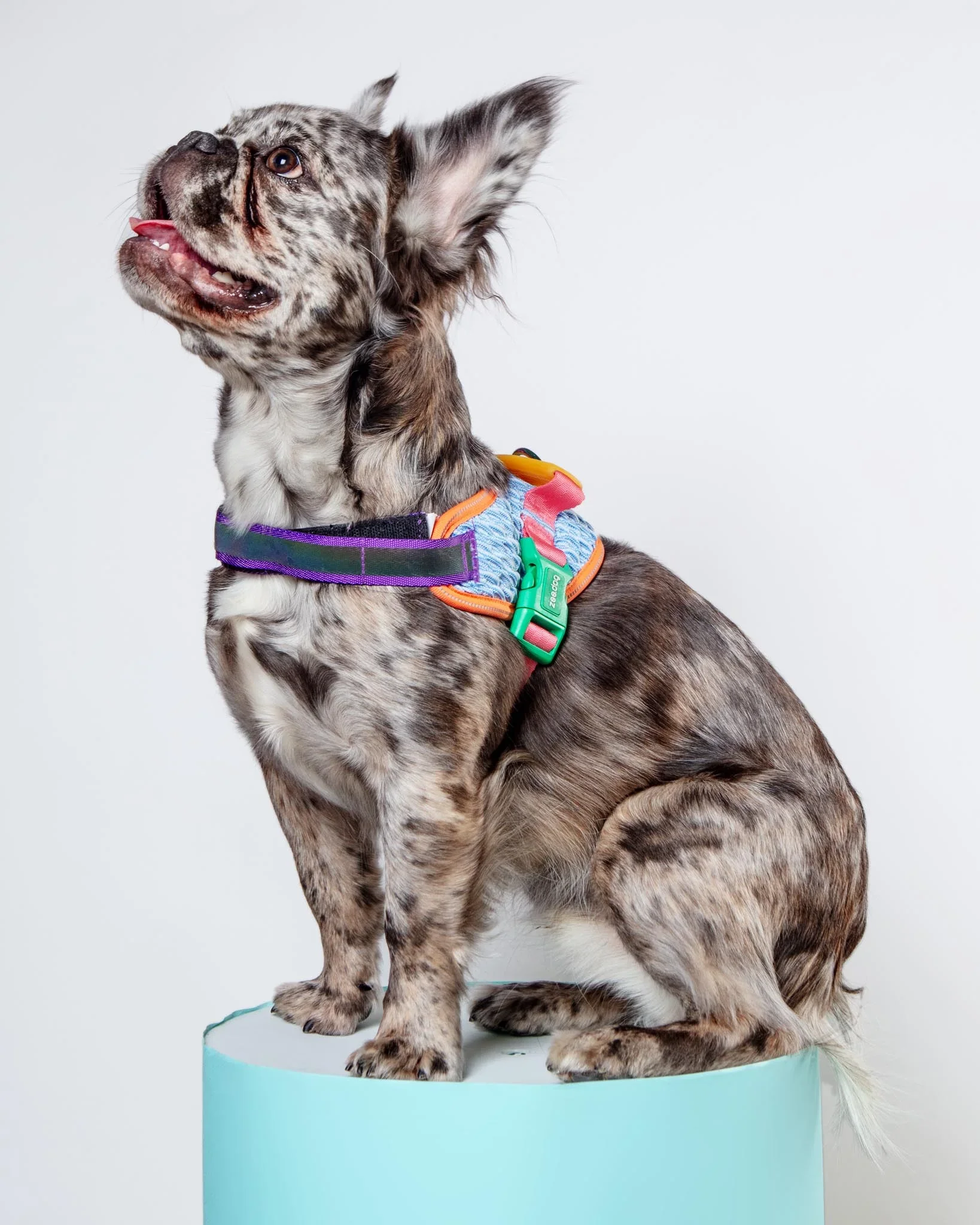 Dog_Co_1C5A4886_1638x.webp