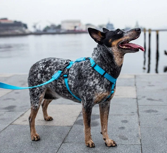 zeedog-dog-leash-ultimate-blue-mo-carrossel-3.webp