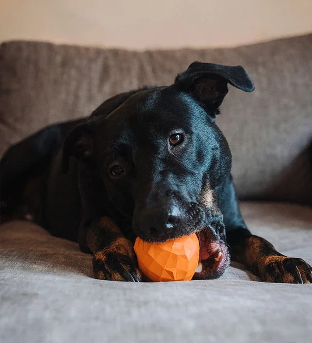 below-the-fold-super-veggies-orange-2-mo.webp