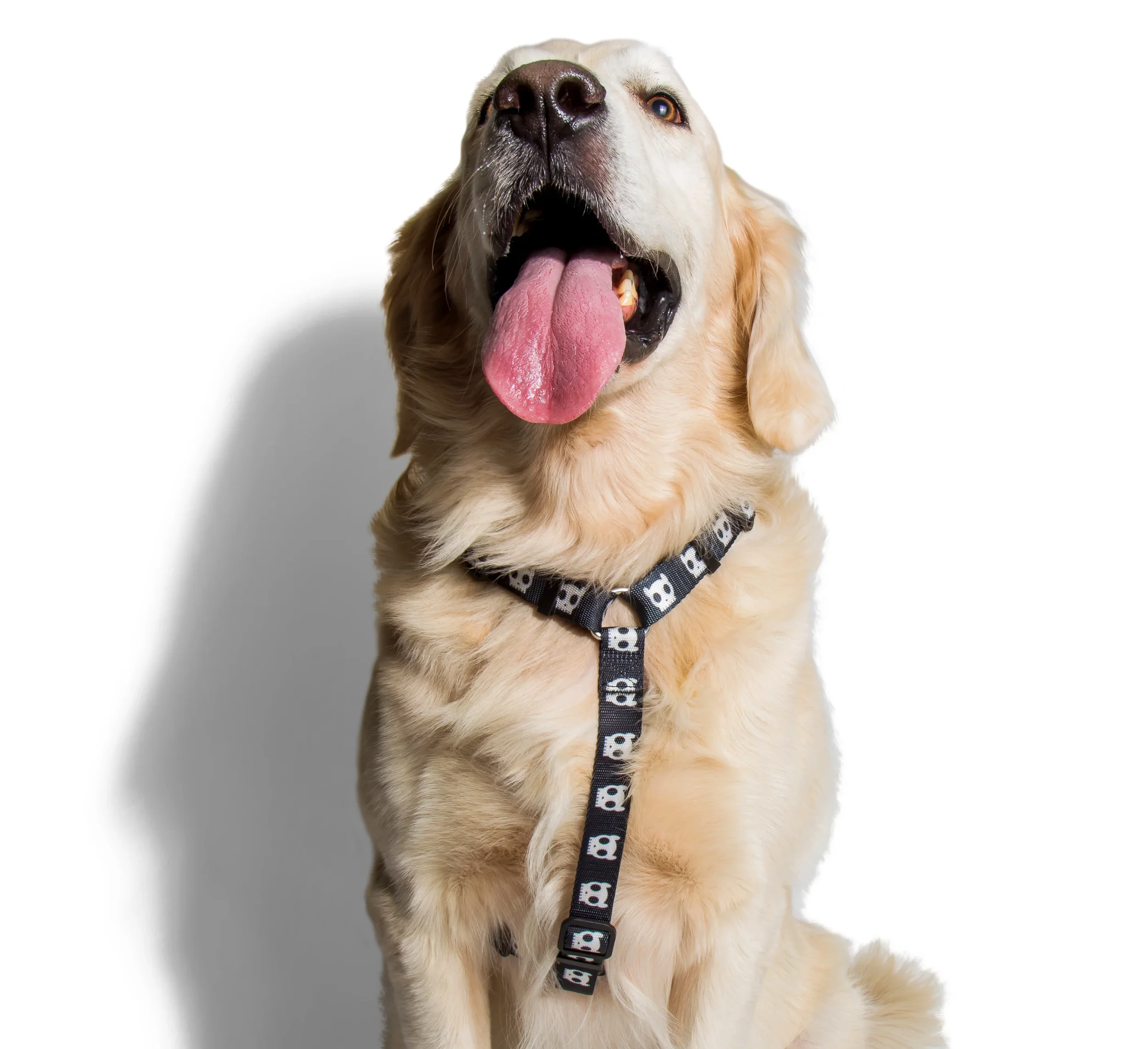 skull3_h_harness.webp