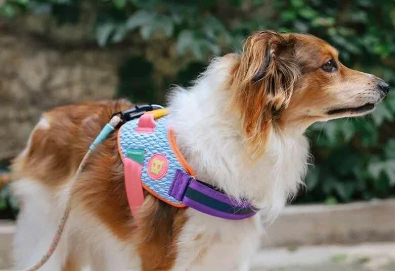 zee-dog-harnesses-1-zee-dog-flyharness-galaxy-32530142298295.webp