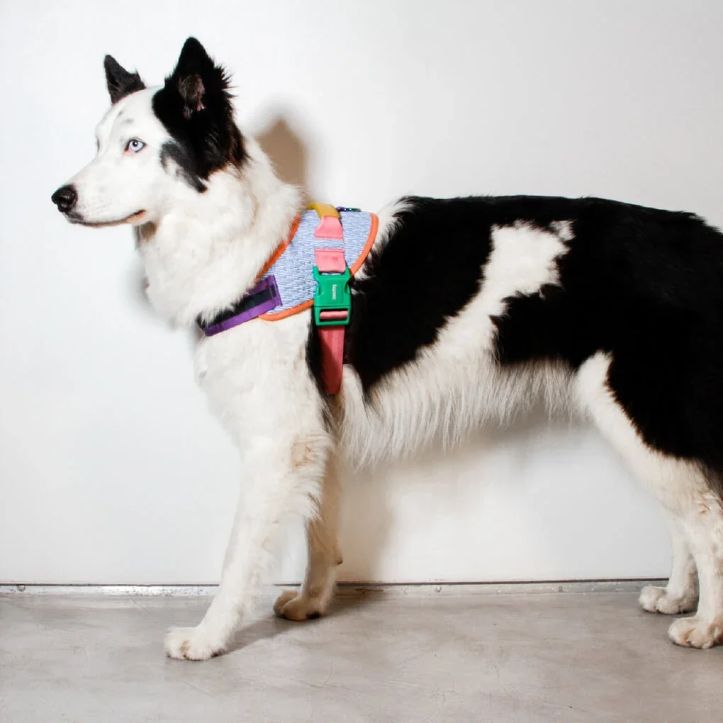 ZeeDog-FlyHarness-Galaxy-2_shopvanillapup_2x_b51ca688-3b4b-4be4-a993-01a542170bad.webp