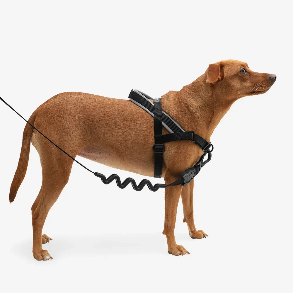 zeedog-soft-walk-harness-gotham_main-3_bbd52468-88c6-4772-affe-96b4fd0df610.webp