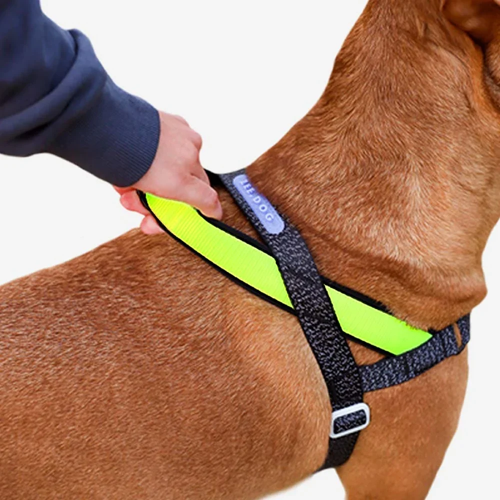 zeedog-softerwalk-harness-nox_main-3.webp