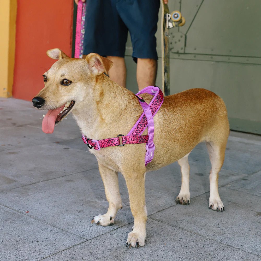 ZeeDog-SofterWalkHarness-Brain-4_vanillapup_2x_d630920c-c1fb-4cc4-8c84-d01cfea4531b.jpg