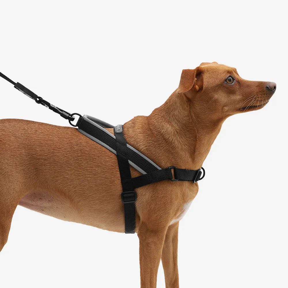 zeedog-soft-walk-harness-gotham_main-5.webp