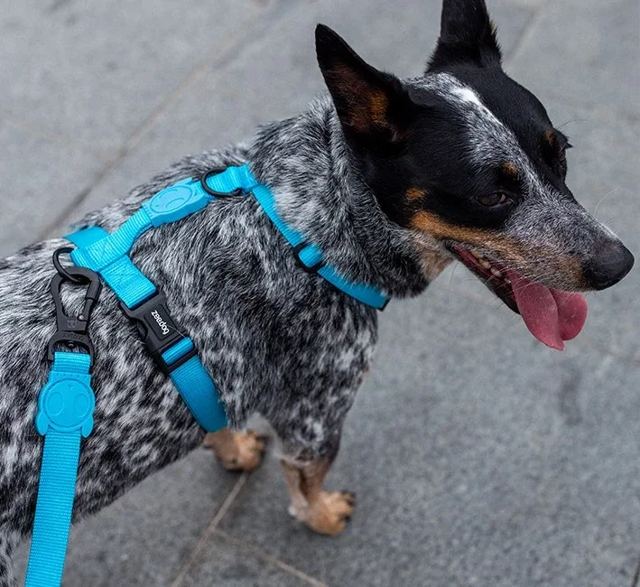 zeedog-dog-leash-ultimate-blue-mo-carrossel-2.webp