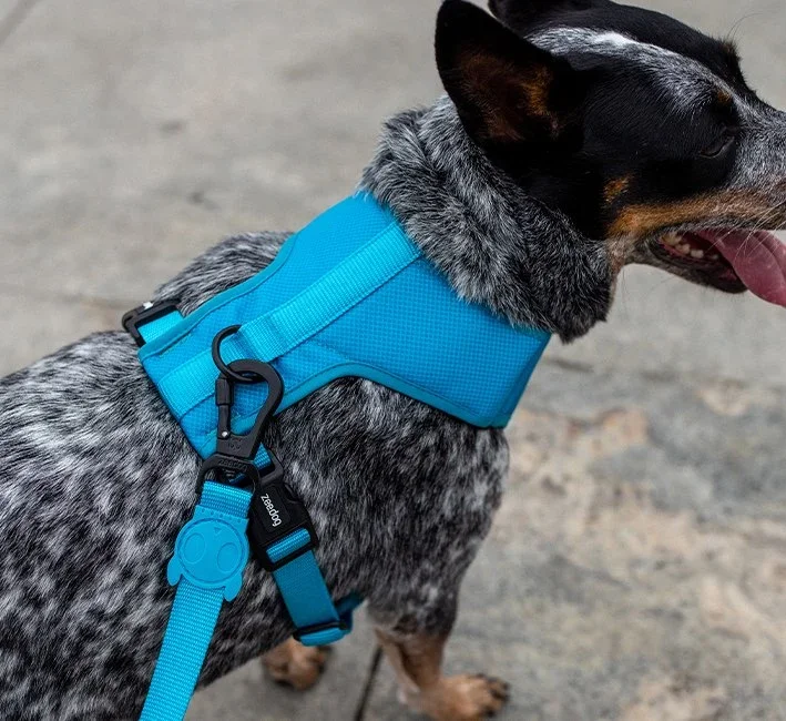 zeedog-dog-leash-ultimate-blue-mo-carrossel-4.webp