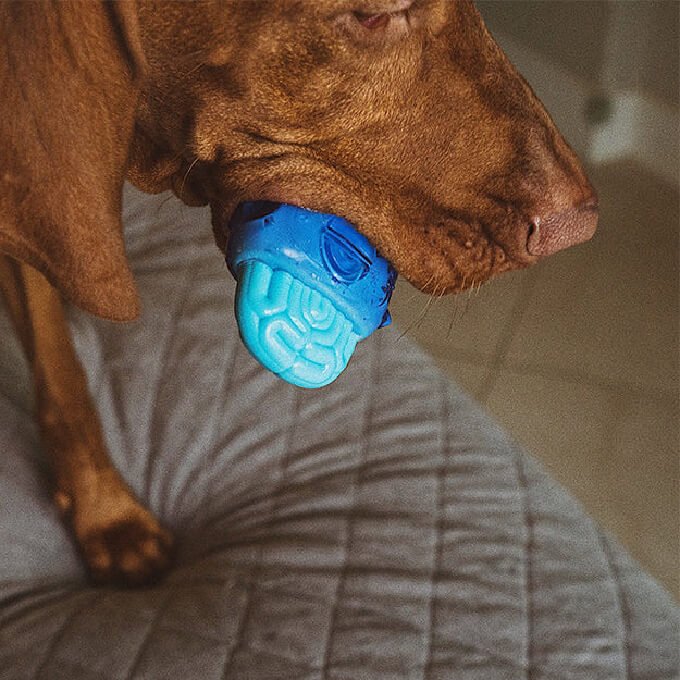ZeeDog-Brainies-Freeze-1_shopvanillapup_2x_a024c745-7c0b-4828-b0bf-10b65c31755f.jpg