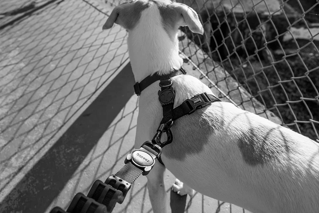 dog_h-harness_gotham_zeedog_pet_feature_carousel_2.webp
