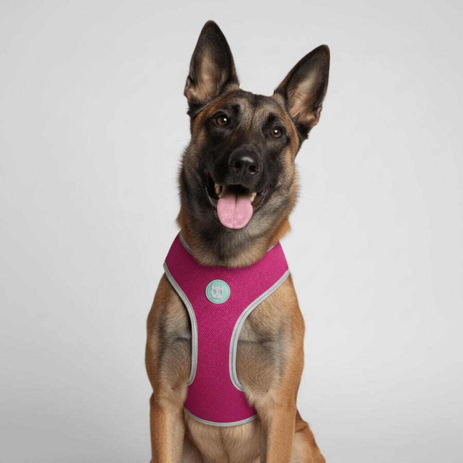 pechera-perro-airmesh-zeedog-NOX-sidus-02.webp