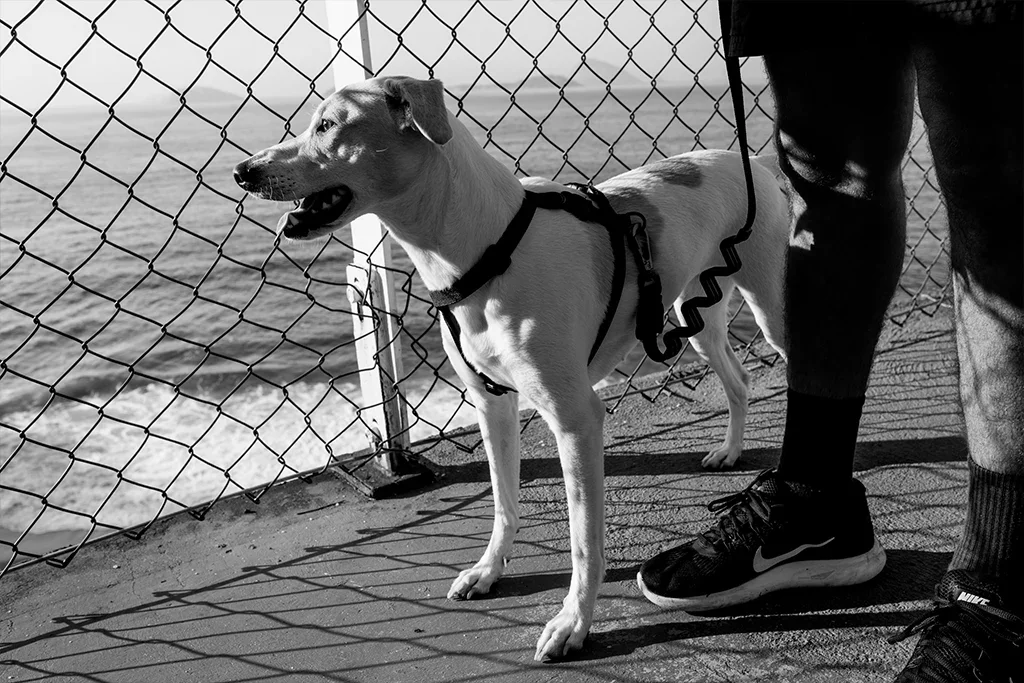 dog_h-harness_gotham_zeedog_pet_feature_carousel_1.webp