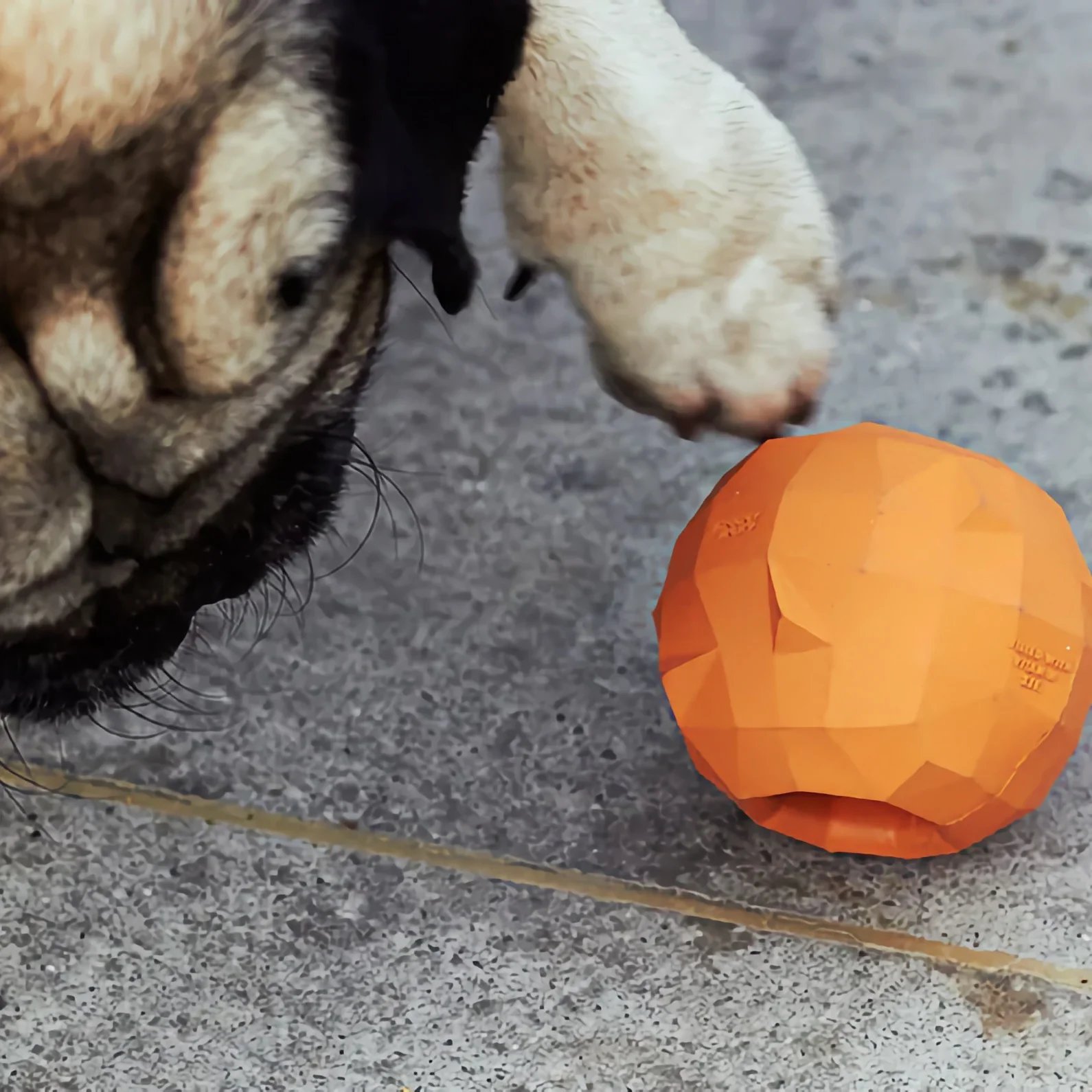 Zee.DogSuperFruitzOrange-Lifestyle2_2048x.webp