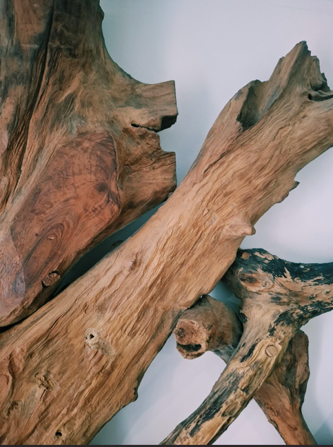 Pièces de bois flotté ou racines d'arbres séchées et détachées, avec des textures rugueuses et des coupes naturelles.