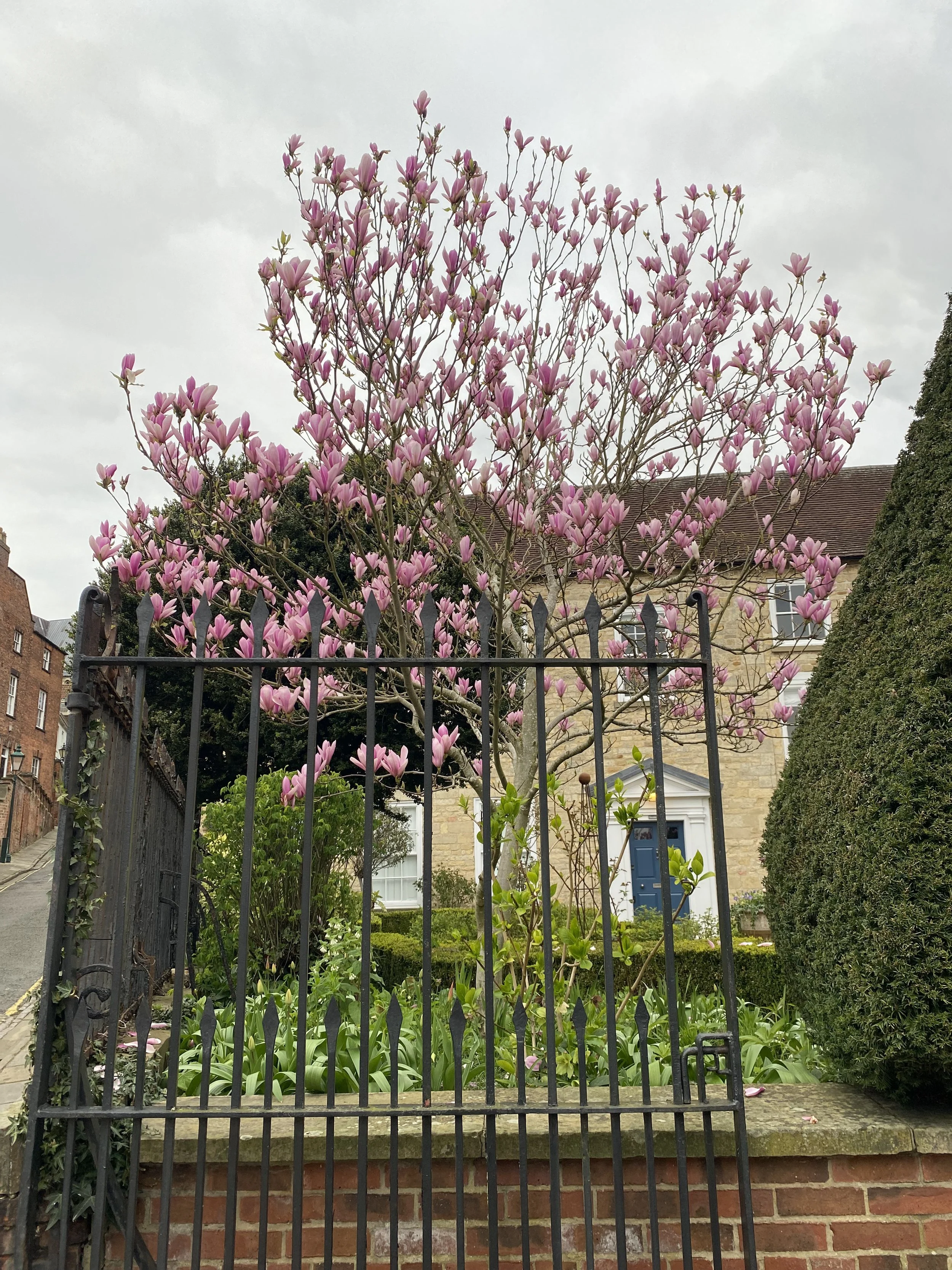 Pink magnolia tree.