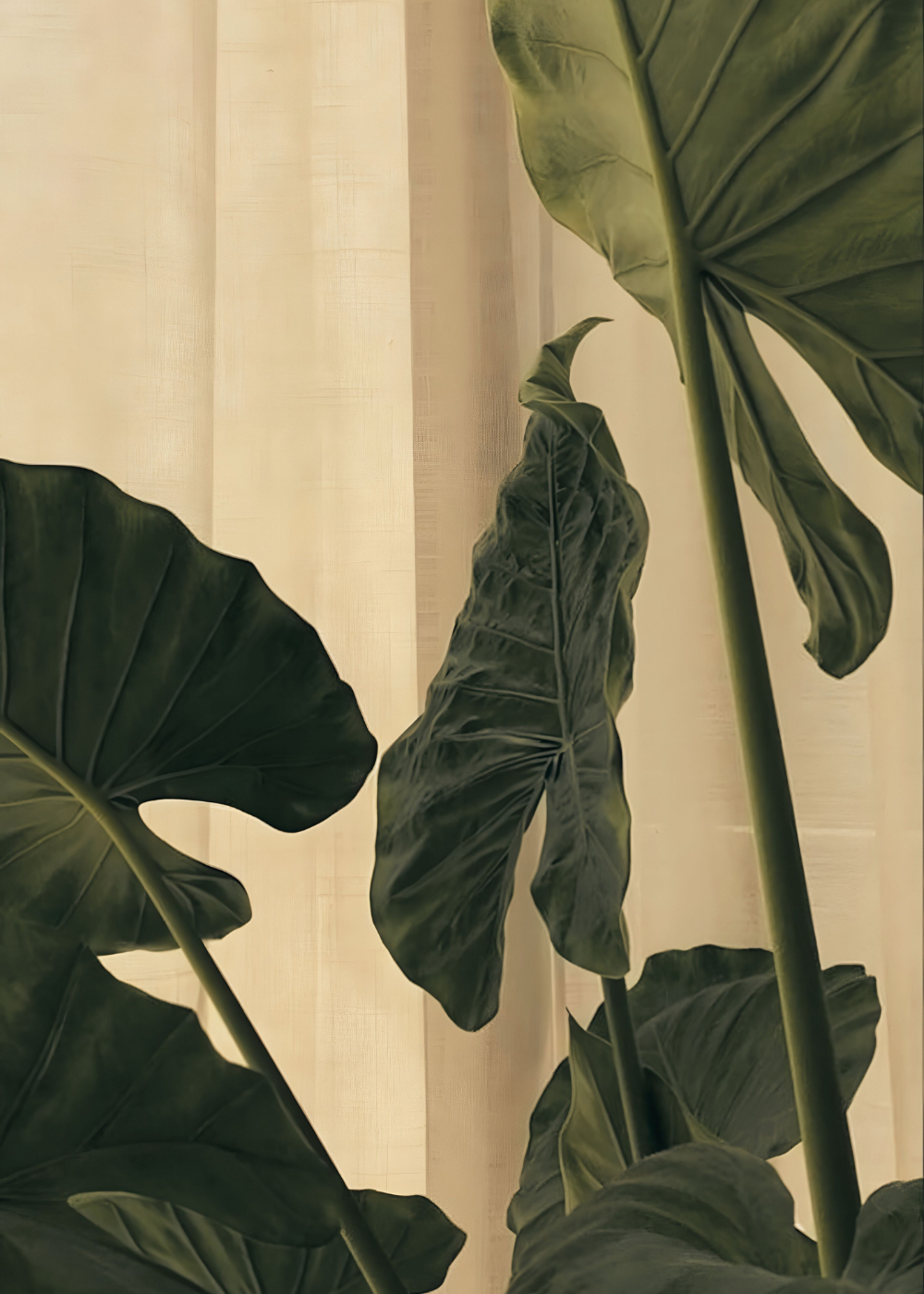 Close-up of green tropical leaves in front of a light-colored curtain.