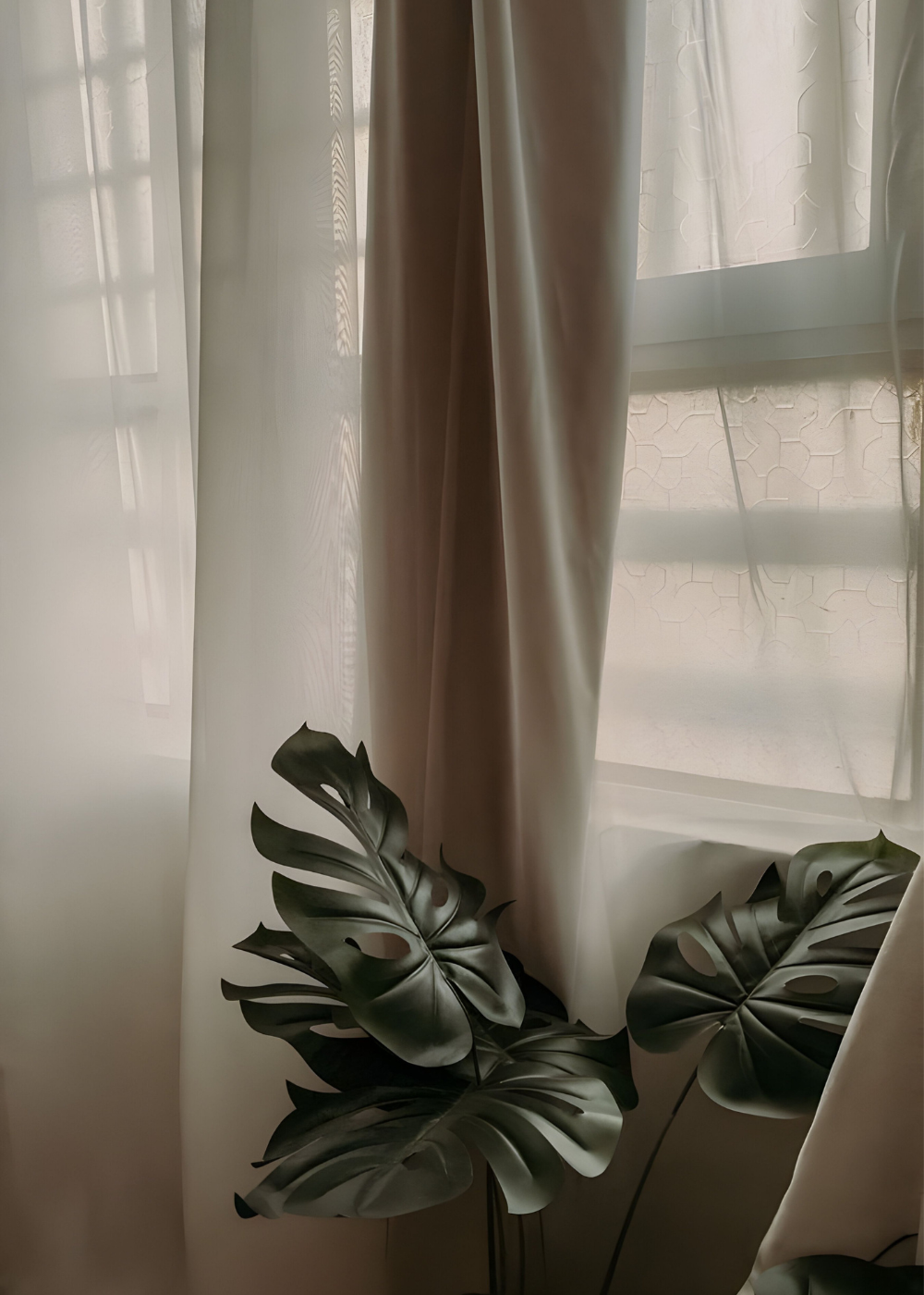 Indoor scene with sheer white and beige curtains by a window, partially drawn, with a potted plant featuring large, dark green, split leaves in front of the window.