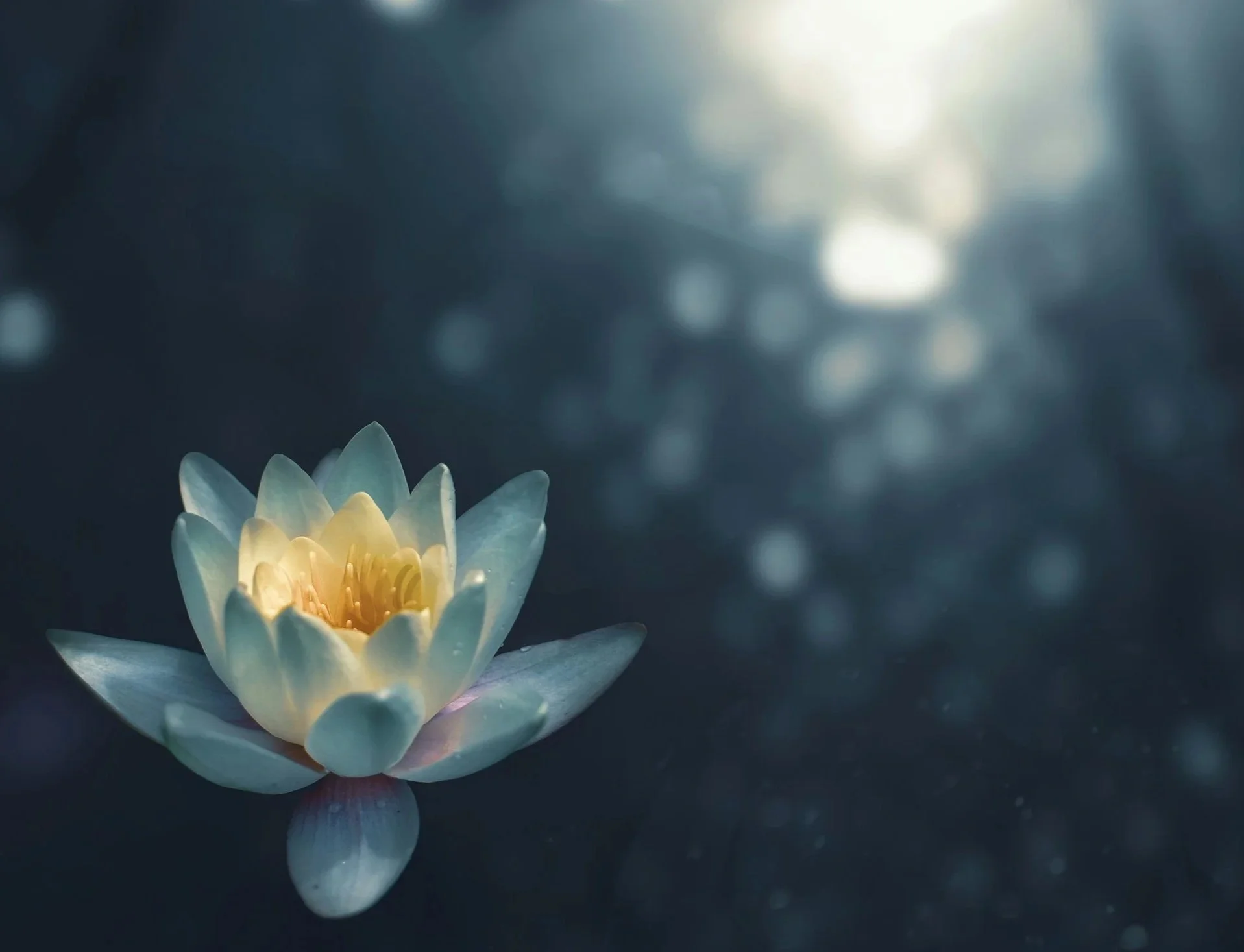 A white lotus flower with yellow center floating on dark water with blurred background.
