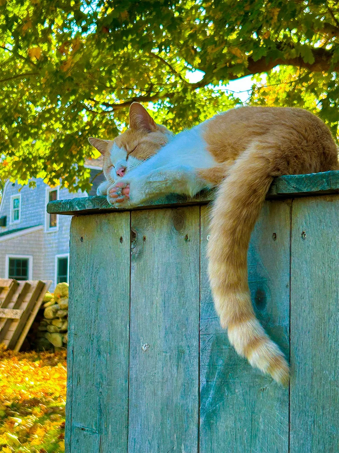 Hobbes Asleep.jpg