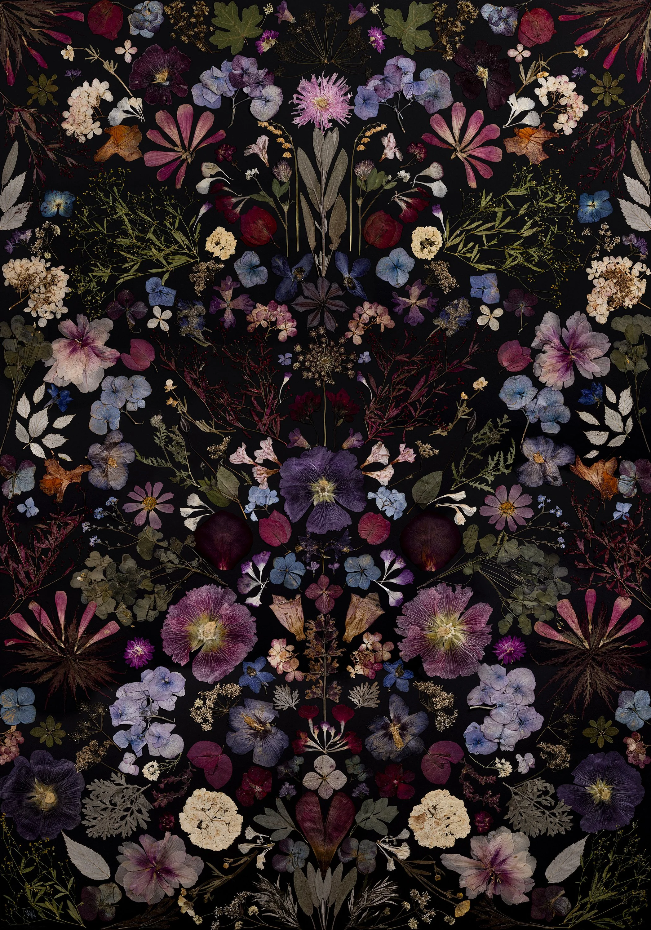 Floral symmetry