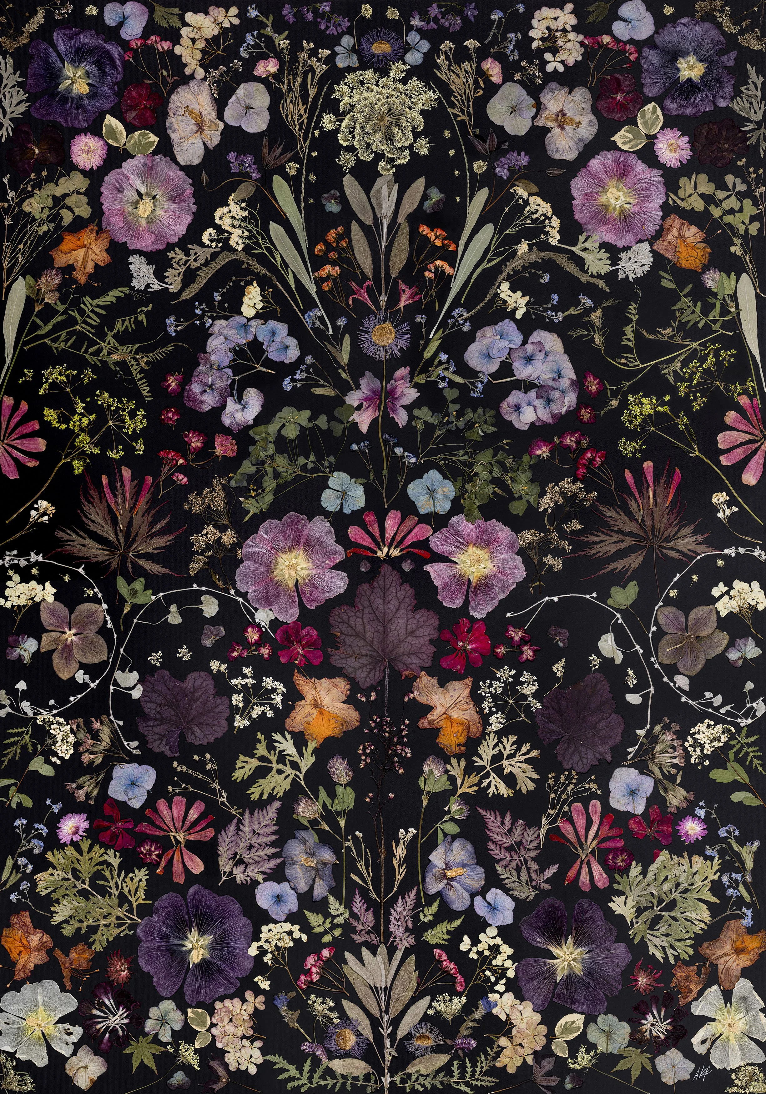 Floral symmetry