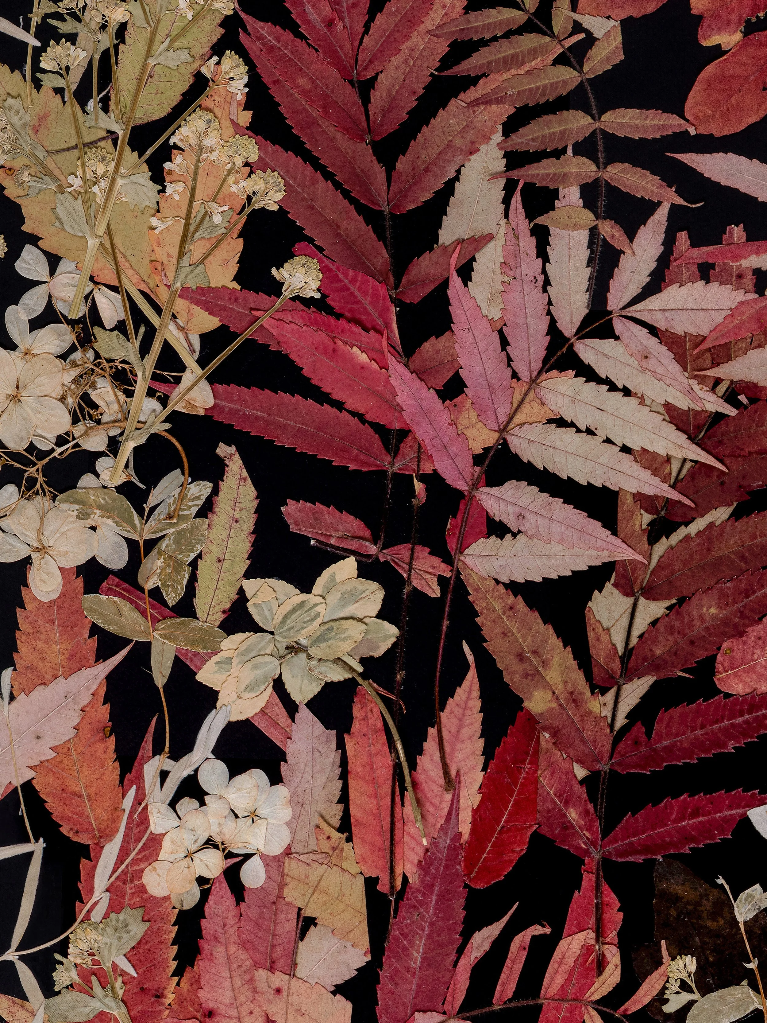 Red Focus_70x100 cm_new kopia.jpg